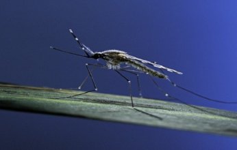 لقاح واعد ضد الملاريا باستخدام البعوض يحقق نتائج مذهلة