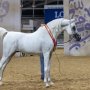 khaligyoun72431 1