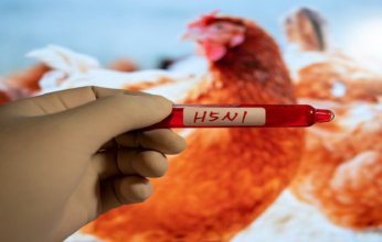 دراسة حديثة: طفرة جينية واحدة قد تحول إنفلونزا الطيور إلى جائحة بشرية