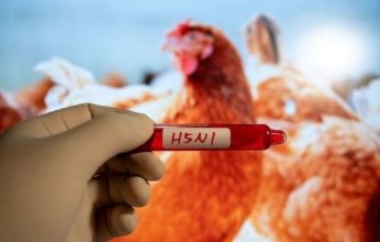 تحور إنفلونزا الطيور في الولايات المتحدة يثير المخاوف من انتشار المرض بين البشر
