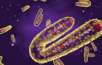 انتهاء تفشي فيروس ماربورغ في رواندا