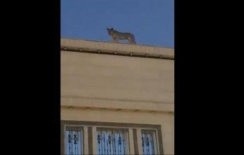 السلطات السعودية ترد على الفيديو المنتشر بشأن«اللبؤة الطليقة» في تبوك.. ما القصة؟