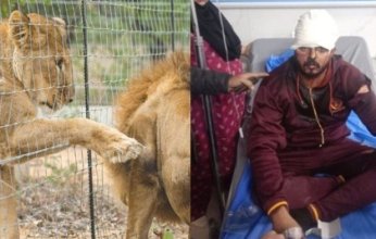 تفاصيل صادمة.. أسد يهاجم رجلا أثناء تصويره فيديو على تيك توك