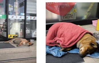 في انتظار عودة لا تأتي.. كلب وفي ينتظر صاحبه الراحل شهورًا في تايلاند