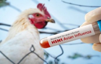 طبيب يحذر: تهديد إنفلونزا الطيور للبشر لا يزال قائماً