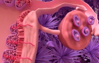 خطوة نحو فك شفرة توقيت انقطاع الطمث وتأثيره على الخصوبة