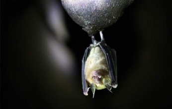 اكتشاف سلالة جديدة من فيروس تاجي لدى الخفافيش في الصين.. هل يتحول إلى وباء؟