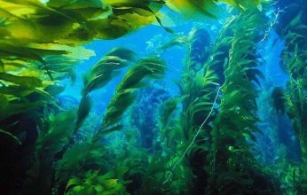 اكتشاف علمي.. مركب طبيعي في الطحالب البحرية يحمي الكبد من السموم