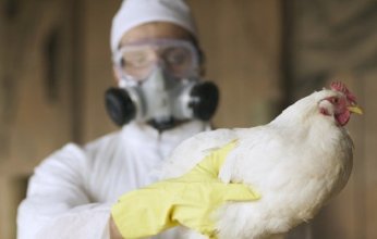 خطوة واعدة نحو لقاح عالمي.. علاج وقائي فعال ضد فيروس إنفلونزا الطيور