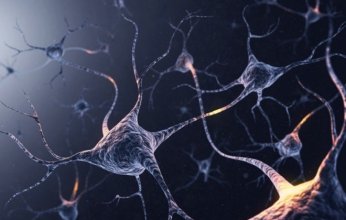 اكتشاف بروتين يساهم في تنظيم استهلاك الطعام داخل الدماغ