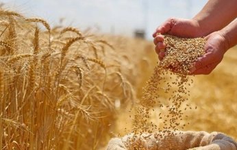 السعودية تستورد أكثر من 920 ألف طن من القمح لتعزيز المخزون الاستراتيجي