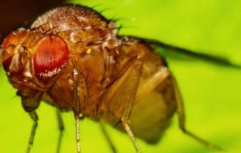 اكتشاف علمي مذهل.. علماء ألمان يفكّون شفرة إنتاج الإنسولين عبر ذبابة الفاكهة