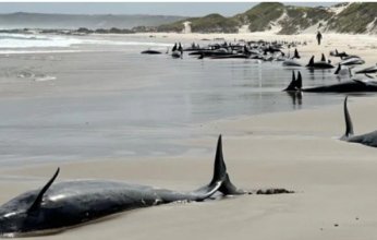 أستراليا تواجه مأساة جنوح جماعي للحيتان بقرار القتل الرحيم