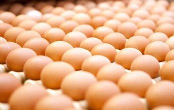 مليار دولار لحل أزمة نقص البيض فى أمريكا.. والاستيراد هو الحل