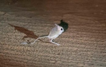 "الجربوع القافز".. أحد أبرز الكائنات في مناطق الكويت الصحراوية بانتشاره وحركته ونظامه الأحيائي