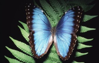 تقنية ثورية لتشخيص أمراض السرطان مستوحاة من الفراشة