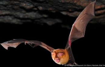 مخاوف بشأن جائحة محتملة من فيروسات كورونا الخفافيش تصيب البشر