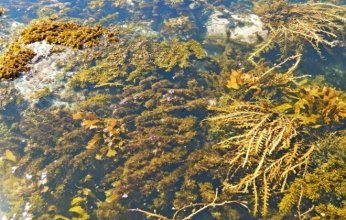 ابتكار بطاريات تعتمد على الطحالب البحرية كمصدر للطاقة