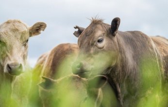 «الحمى القلاعية» تضرب نينوى.. إجراءات وقائية وتحقيقات حول الفساد في استيراد المواشي