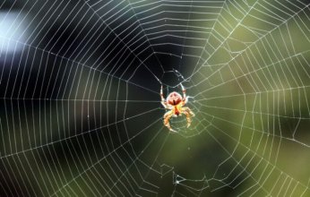 العناكب تلهم العلماء.. كشف السر وراء القوة الخارقة لخيوط العنكبوت