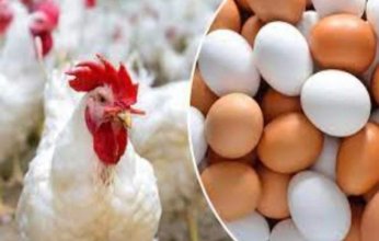 بكام النهاردة؟.. أسعار الدواجن والبيض في مصر اليوم.. الأحد 16 مارس 2025