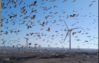 حماية البيئة: الكويت من أهم مسارات هجرة الطيور لتوفر مناطق مناسبة للراحة والغذاء