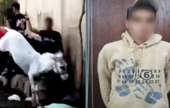 شاهد بالفيديو.. حمار يتعرض للاعتداء وفتاة أجنبية تعبر عن غضبها بجرأة