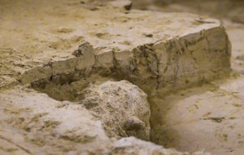 اكتشاف أحفورة عمرها 160 مليون عام في الصين تعكس سر تطور الطفيليات