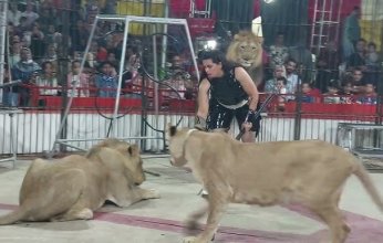 مصر: جهات التحقيق توقف جميع أعمال سيرك طنطا بعد واقعة هجوم أسد على عامل