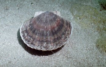 اكتشاف أنواع رخويات غير معروفة في أعماق المحيط الهادئ