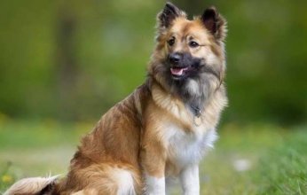 جريمة مأساوية: شخص يدهس جاره بسيارته في مصر بسبب كلب