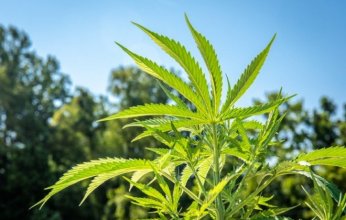 دراسة واسعة تكشف إمكانات القنب الطبي في علاج السرطان وتغيير النظرة العلمية تجاهه