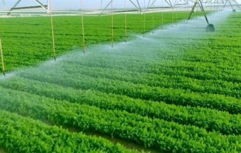 الاحصاء: 71.5٪ زيادة فى صافى قيمة الدخل الزراعى عام 2022/2023