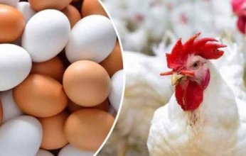 أسعار الدواجن والبيض في مصر اليوم.. الاثنين 7 أبريل 2025