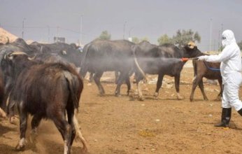 العراق.. ارتفاع حصيلة الإصابات بالحمى النزفية إلى 19 حالة مؤكدة بينها حالتا وفاة
