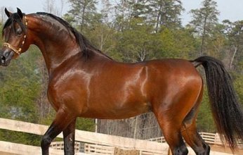 السعودية تتصدر دول العالم في إنتاج الخيل العربية الأصيلة للعام التاسع على التوالي