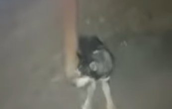 فيديو صادم من طنطا.. اعتداء عنيف على كلب بزعم إصابته بالسعار وقتله لأشخاص