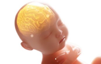 دراسة علمية تحذر: مواد كيميائية شائعة في المنازل تُهدد نمو دماغ الجنين