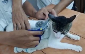 شاهد | بالفيديو.. اعتقال "قطة مهرّبة" حاولت إدخال المخدرات إلى سجن في كوستاريكا