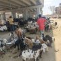 khaligyoun10376