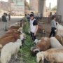 khaligyoun12849