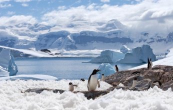 اكتشاف علمي مثير.. فضلات البطاريق في القارة القطبية تعمل كمكيفات مناخية طبيعية