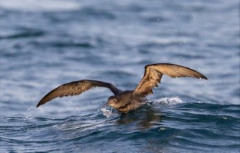فريق كويتي دولي يرصد طيور محيطية نادرة في المياه الكويتية