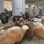 khaligyoun25907