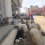 khaligyoun27641