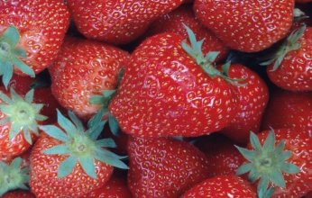 كيف تساعد الفراولة في الحفاظ على الذاكرة؟ تعرف على التفاصيل