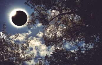 أشجار تتنبأ بكسوف الشمس!.. دراسة تكشف "ذكاء خفي" في غابات الدولوميت