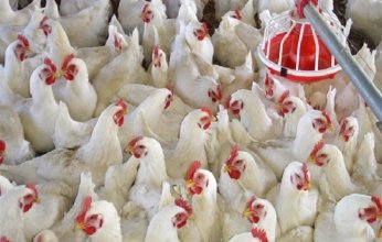 الحكومة المصرية تنفي شائعة انتشار فيروس وبائي في الدواجن.. وتؤكد: الوضع مستقر والإنتاج آمن