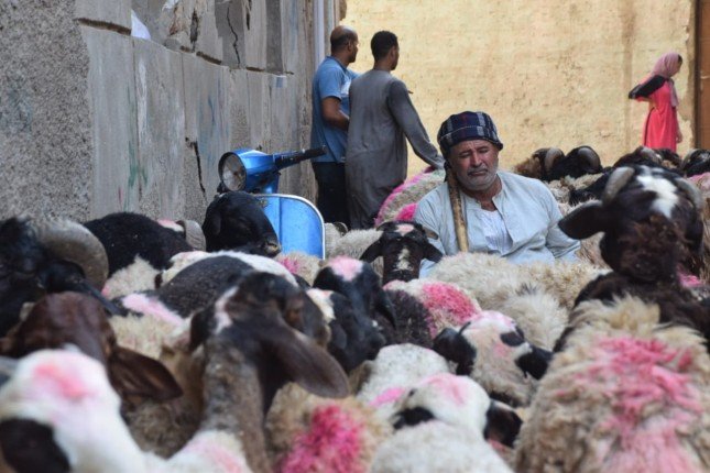 بالصور.. استعداد الأسواق لموسم عيد الأضحى المبارك بالصور.. استعداد الأسواق لموسم عيد الأضحى المبارك