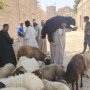 khaligyoun76498